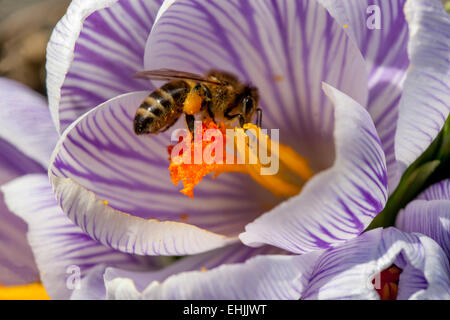 Crocus vernus 'Pickwick' in fiore e ape, sacco di polline Foto Stock