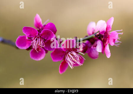 Prunus mume Prunus Beni Chidori blossoms ramoscello rosa in fiore