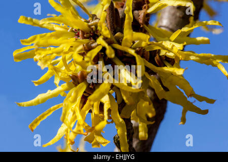 Witch Hazel fiore invernale Hamamelis mollis cielo blu Foto Stock