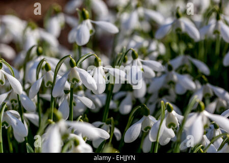 Bucaneve, Galanthus nivalis Foto Stock