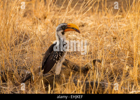 Giallo orientale-fatturati Hornbill (Tockus flavirostris) Foto Stock