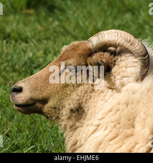 Portland ovini pecora con le corna ricurve, Derbyshire, England, Regno Unito Foto Stock