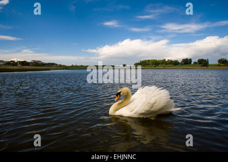 Paesaggio con cigno Foto Stock