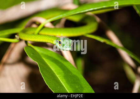 A breve dal naso a serpente di vite 2 Foto Stock