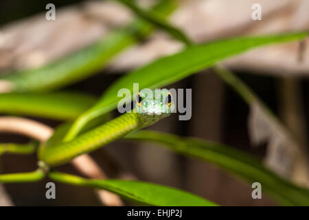 A breve dal naso a vite snake Foto Stock