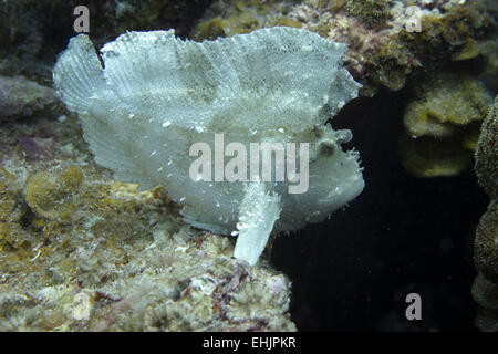 Pesce foglia Foto Stock