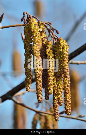 Molla. Alder amenti (lat. Alnus) close up Foto Stock