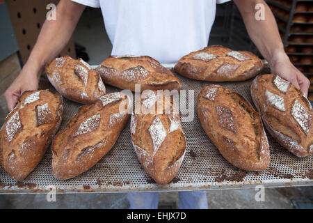 Baker tenendo un vassoio per le pagnotte di pane appena sfornato il pane integrale Foto Stock