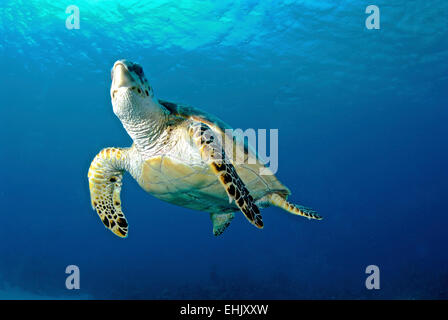 Hawksbill tartaruga di mare, ascendente a Nassau, Bahamas. Foto Stock