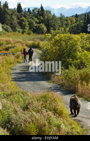 Gli escursionisti evitare a coastal l'orso bruno (Ursus arctos) in Katmai National Park, Alaska Foto Stock