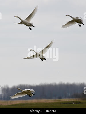 Bergenhausen, Germania. 13 Mar, 2015. La tundra cigni vola vicino Bergenhausen, Germania, 13 marzo 2015. Gli uccelli utilizzare il soggiorno nel nord della Germania la più grande palude consecutivi area a Eider, Treene e fiumi sorge per raccogliere le necessarie riserve di energia per il volo difficile per il Siberiano incrociando habitat. Foto: CARSTEN REHDER/dpa/Alamy Live News Foto Stock