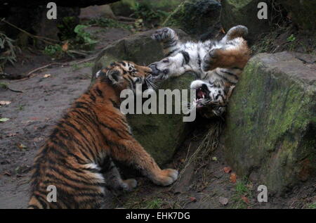 Giocoso 5 mese vecchio tigre siberiana cubs (Panthera tigris altaica) giocando e cavorting Foto Stock