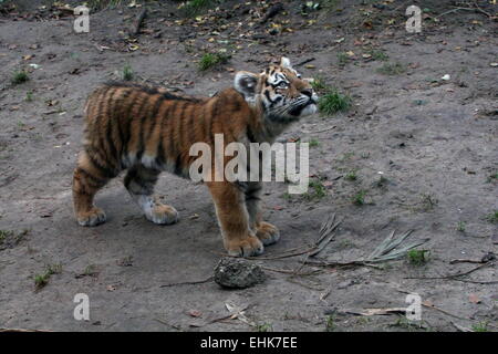 Giovani siberiano o tigre di Amur (Panthera tigris altaica) cub, 5 mesi di età Foto Stock