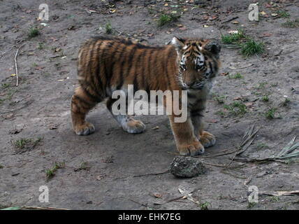 Giovani siberiano o tigre di Amur (Panthera tigris altaica) cub, 5 mesi di età Foto Stock