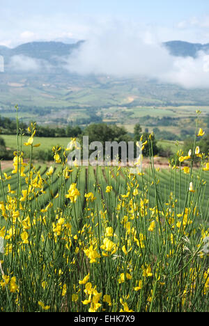 Fila di lavanda in primavera e la mandorla solitario Foto Stock