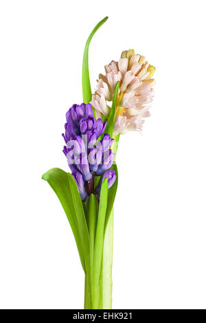 Bouquet di fiori di giacinto disposizione centrotavola isolati su sfondo bianco. Foto Stock