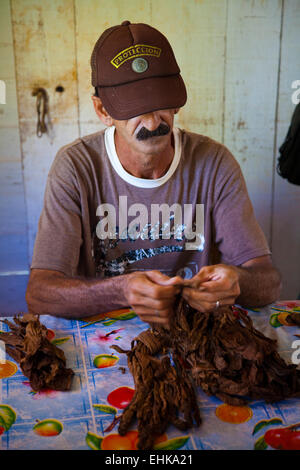 Un contadino cubano rotoli un sigaro, Vinales, Cuba Foto Stock