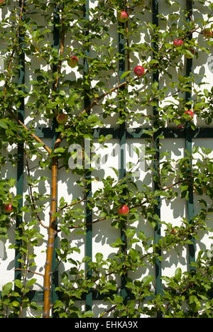 Struttura ad albero a spalliera su villa in Altaussee, Stiria, Austria Foto Stock