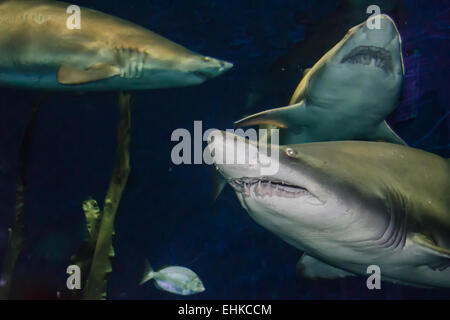 Sabbia squalo tigre Foto Stock