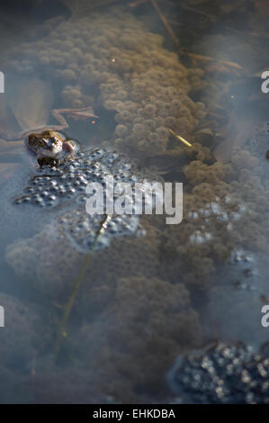 Una rana in uno stagno tende la sua frog spawn Foto Stock