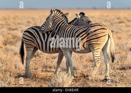 Due zebre in Etosha National Park, Namibia. Foto Stock