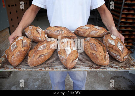 Baker tenendo un vassoio per le pagnotte di pane appena sfornato il pane integrale Foto Stock