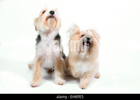 Carino coppia cani di piccola taglia guardando in alto e barking Foto Stock
