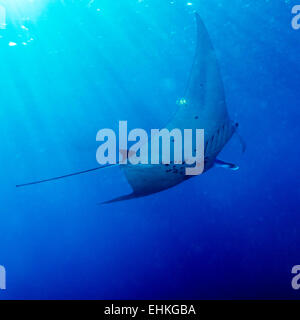 Nuoto Big Manta Ray con raggi solari in prossimità della superficie del mare, Bali, Indonesia Foto Stock