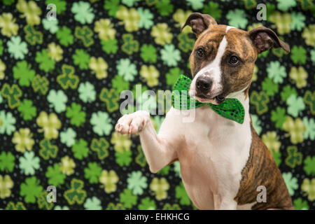 Divertente il giorno di San Patrizio nel cane Foto Stock