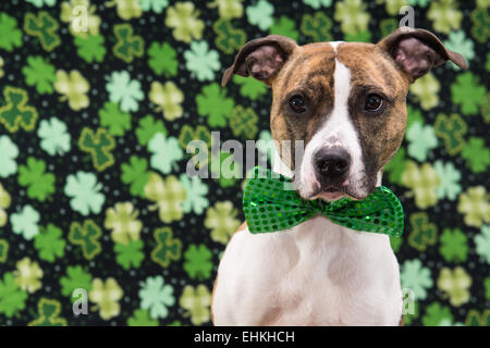 Divertente il giorno di San Patrizio nel cane Foto Stock