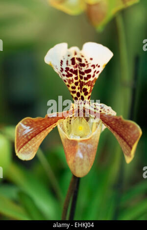 Fioritura di orchidee Paphiopedilum contro una foresta pluviale Foto Stock