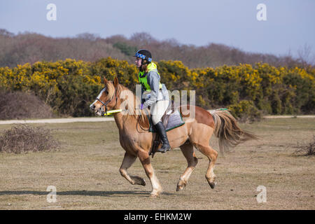 Una giovane donna è cavalcare il suo cavallo nella New Forest National Park. Sta indossando un casco e hi vis vest Foto Stock