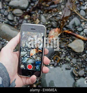 Donna di lato sinistro utilizzando un iPhone a fotografare una roccia granchi sulla spiaggia, parco nazionale di Acadia, Bar Harbor, Maine. Foto Stock