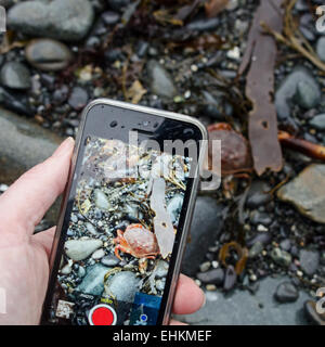 Donna di mano che tiene un iPhone e fotografare un granchio di roccia sulla spiaggia, parco nazionale di Acadia, Bar Harbor, Maine. Foto Stock