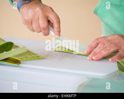 Womans mani il taglio di aprire una foglia di Aloe Vera per rivelare lo strato di gel per uso in prodotti cosmetici a base di erbe e medicina, Fuerteventura Foto Stock