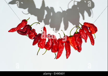 Una stringa di quattordici Hot Chili Peppers contro uno sfondo bianco e con un sorriso a forma di ombra. Foto Stock