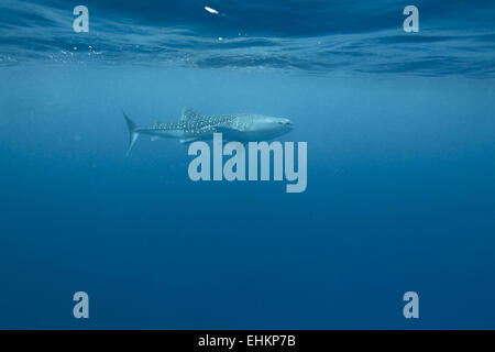 Squalo balena (Rhincodon typus), Maldive Foto Stock