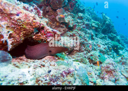 Moray Eel (Gymnothorax javanicus) nel foro della barriera corallina, Maldive Foto Stock