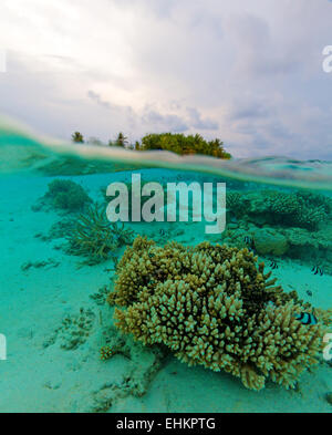 Semi scena subacquea di isola tropicale e la Barriera Corallina con piccoli pesci, Maldive Foto Stock