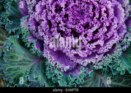 Brassica oleracea var. Sabellica, ornamentali kale close up con testa di parentesi rosa e foglie verdi Foto Stock