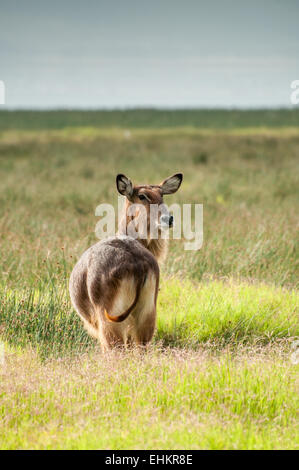 Un Defassa Waterbuck sorge e orologi stancamente dietro di lui per qualsiasi pericolo di avvicinamento. Foto Stock