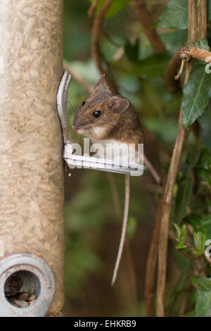 Legno europeo mouse - Apodemus sylvaticus - mangiare semi di girasole da bird feeder. Foto Stock