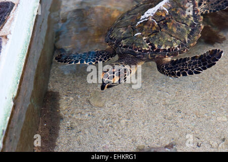 Tartaruga embricata (Eretmochelys imbricata), Galeta punto, Smithsonian Tropical Research Institute Foto Stock