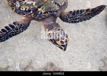 Tartaruga embricata (Eretmochelys imbricata), Galeta punto, Smithsonian Tropical Research Institute Foto Stock