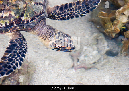 Tartaruga embricata (Eretmochelys imbricata), Galeta punto, Smithsonian Tropical Research Institute Foto Stock