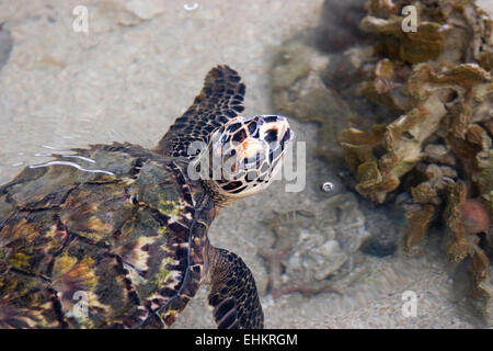 Tartaruga embricata (Eretmochelys imbricata), Galeta punto, Smithsonian Tropical Research Institute Foto Stock