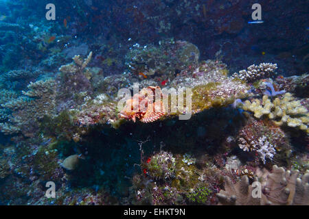 Il tassled scorfani (Scorpaenopsis oxycephala), Maldive Foto Stock