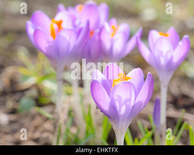 Crocus fioritura primaverile fiori viola sul prato alpino. Foto con soft focus e piccole DOF. Foto Stock