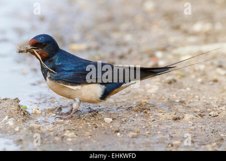 Adulto Barn Swallow Foto Stock