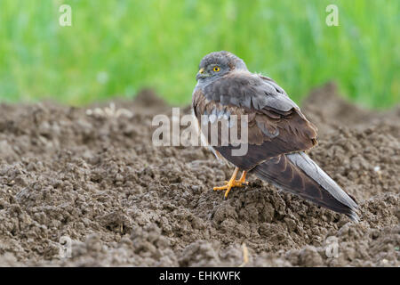 Montagu's Harrier, maschio, immaturi (Circus pygargus) Foto Stock